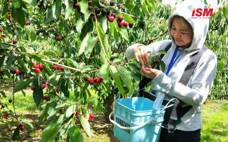 Hái trái cây theo mùa