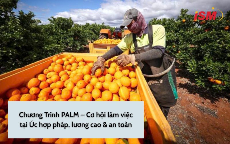 Chương Trình PALM – Cơ hội làm việc tại Úc hợp pháp, lương cao & an toàn
